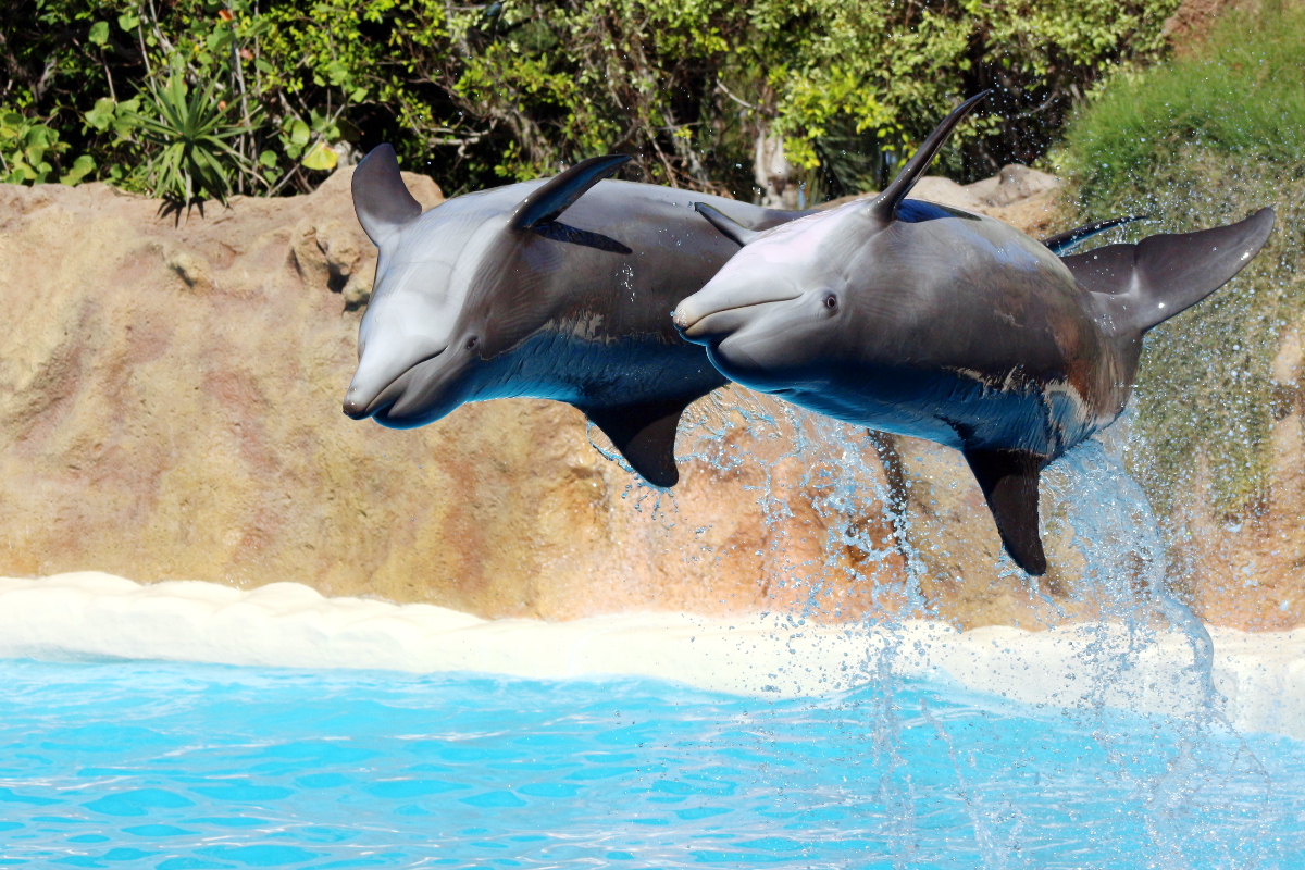 Cvičení delfíni - ZOO Loro Park - Tenerife Španělsko